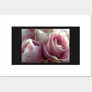 Soft Glowing Baby Pink Roses Posters and Art